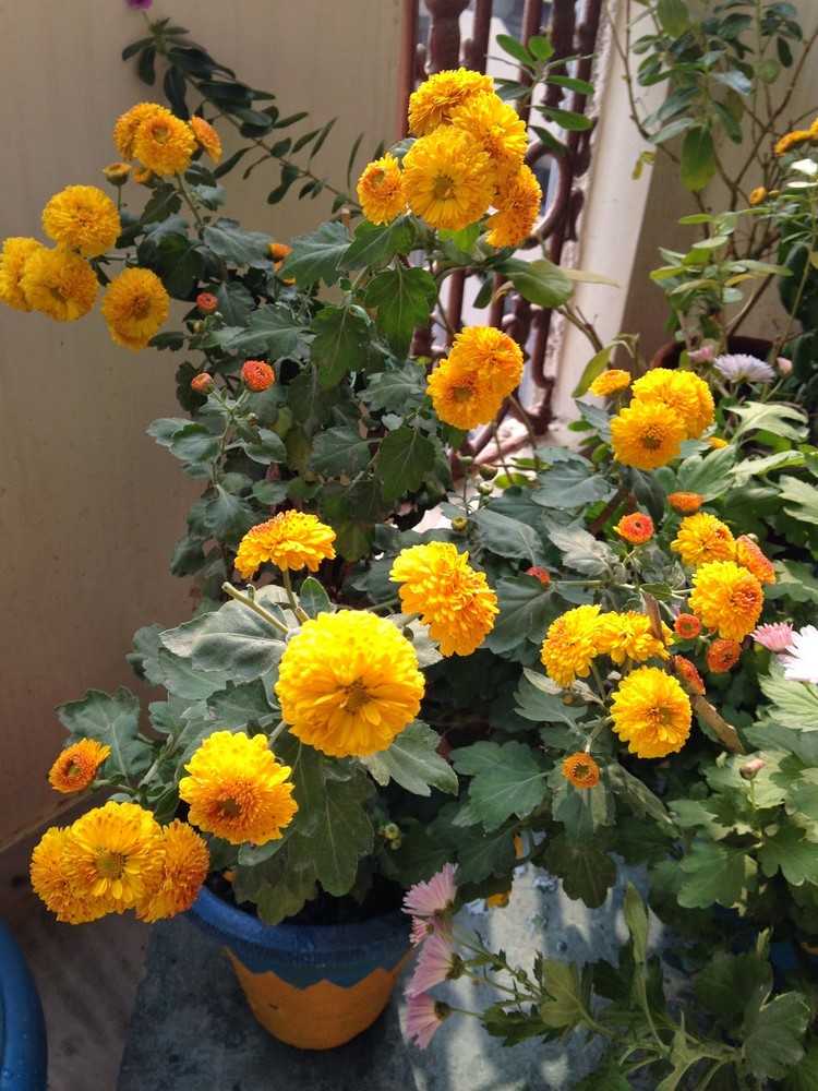 herbstblumen-balkon-gelbe-chrysanthemen-blumentopf-balkonpflanzen