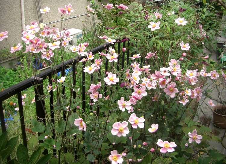 herbstblumen-balkon-herbst-anemonen-zartes-rosa-balkonbrüstung-deko