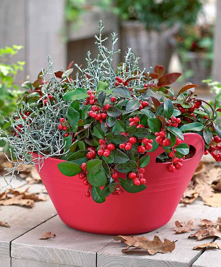 herbstblumen-balkon-niedere-scheinbeeren-rot-stacheldrahtpflanze
