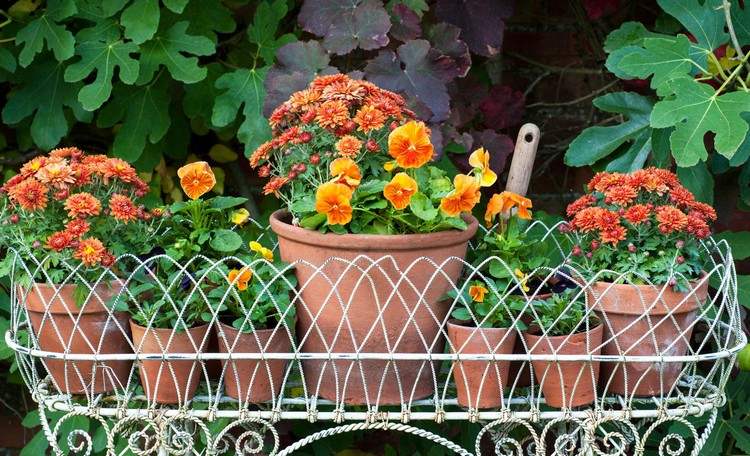 Herbstblumen für Balkon tontöpfe-stiefmütterchen-chrysanthemen-orange-farben