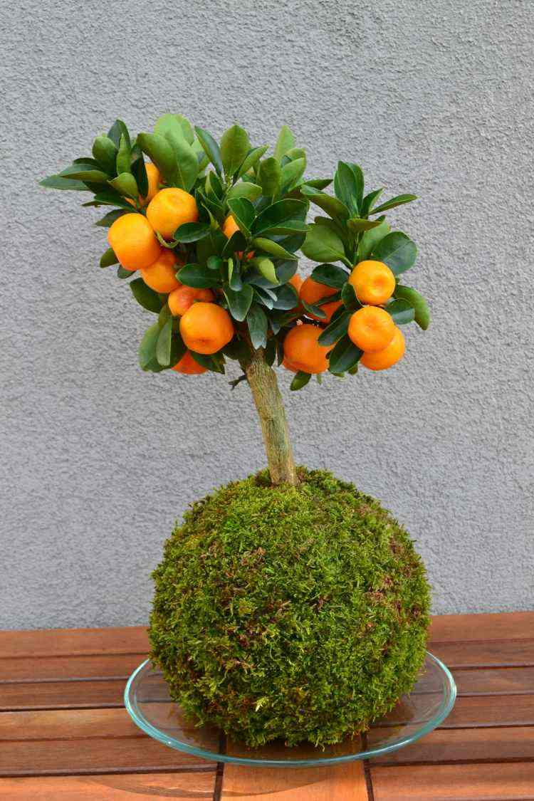 japanische deko kokedama-zitruspflanze-mandarine-pflanzen