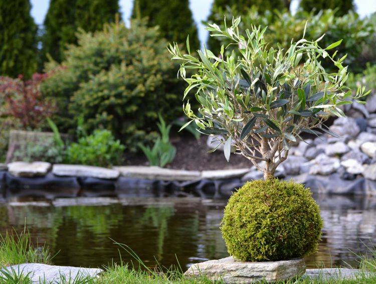 japanische deko olivenbaum-bonsai-kugel-selber-machen-kokedama