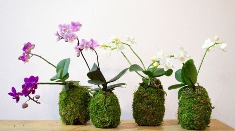 japanische deko orchideen-bastelideen-uebertopf-moos-praktisch