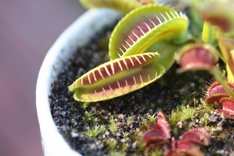 moorbeet-anlegen-fleischessende-pflanzen-Dionaea-muscipula-