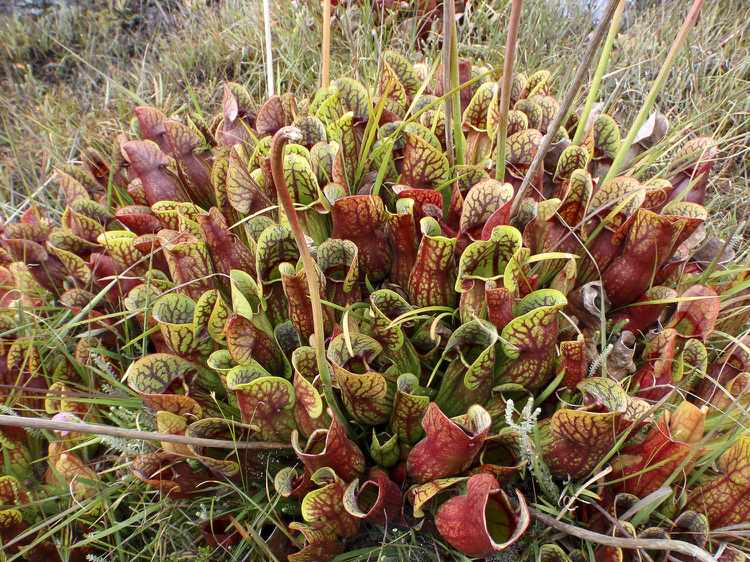 moorbeet-anlegen-pflanzen-Sarracenia-purpurea-Rote-Schlauchpflanze