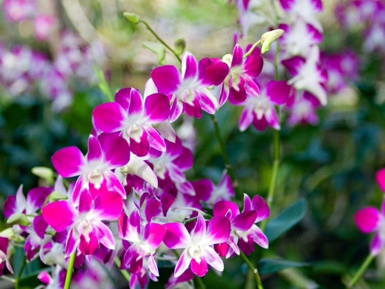 orchideen-krankheiten-huebsch-zimmerpflanze-pink-weiss