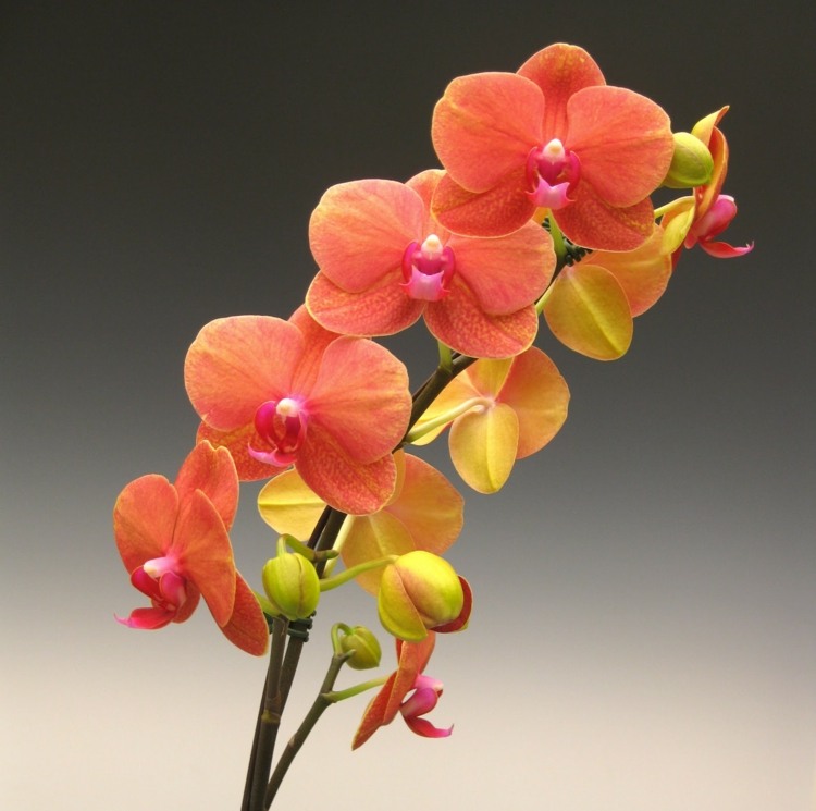 orchideen krankheiten orange-farbe-pflege-tipps-blumen
