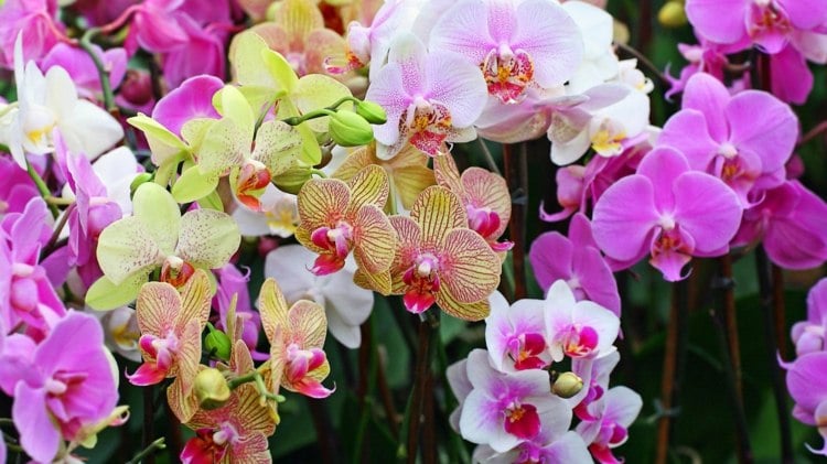 orchideen krankheiten pflege-behandlung-tipps-hilfe-gesunde-pflanzen
