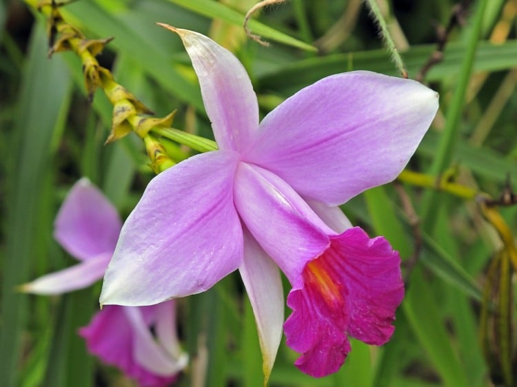 orchideen krankheiten tipps-pflege-behandlung-rosa-bluete