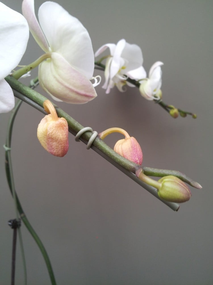 orchideen-krankheiten-trockene-knospen-hilfe-luftfeuchtigkeit