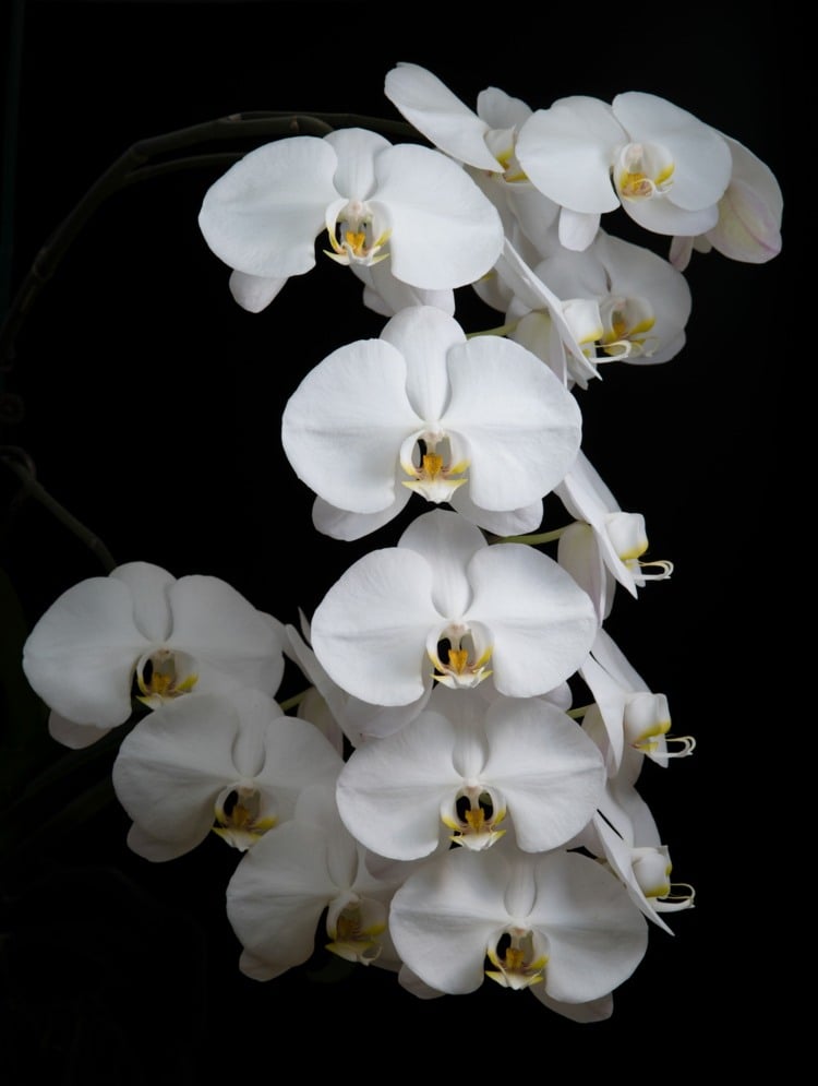 orchideen-krankheiten-weiss-einfach-zimmerpflanze-hilfreiche-inspirationen