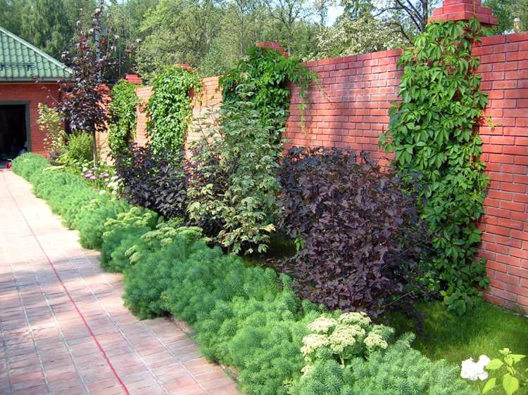 sichtschutz-pflanzen-nachbar-reihenhaus-rotlaubige-Blasenspiere-kletterpflanzen-ziegelmauer