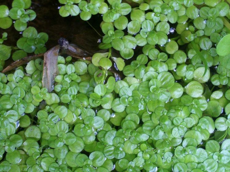 teich-bepflanzen-wasserstern-schutz-algen-bepflanzung-teichbau-tipps