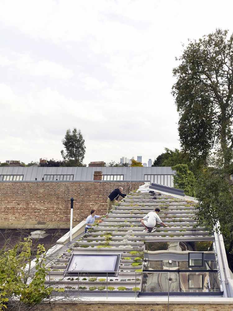Dachgarten anlegen dach-dachfenster-sedum-pflanzen