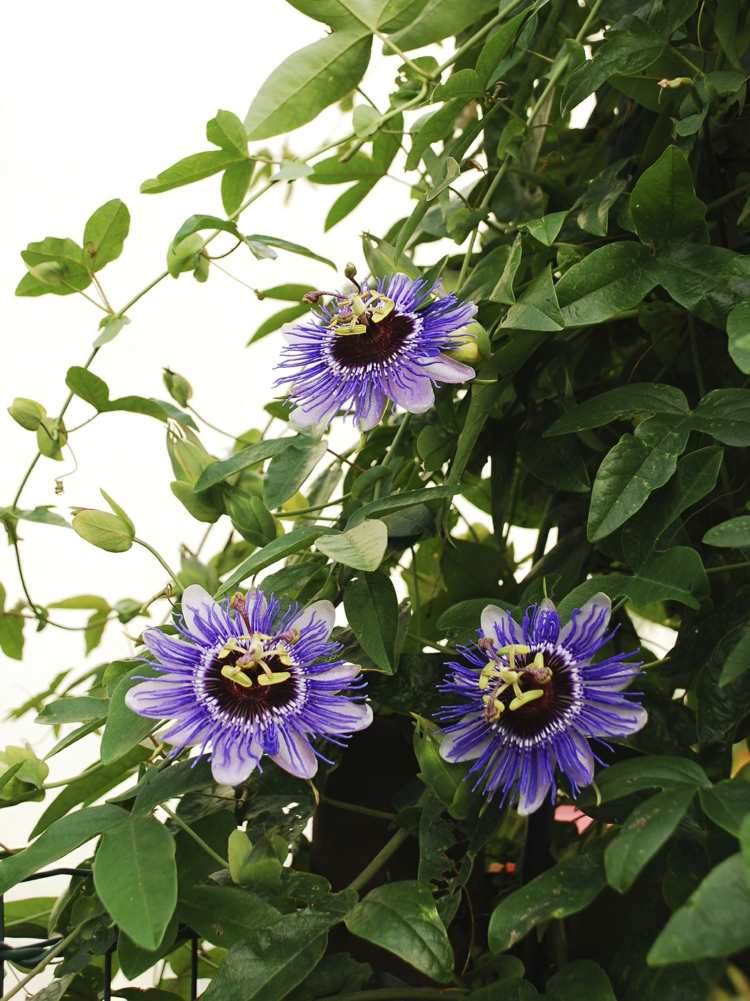 immergrüne kletterpflanzen passionsblume-blueten-lila-rankpflanze-tipps