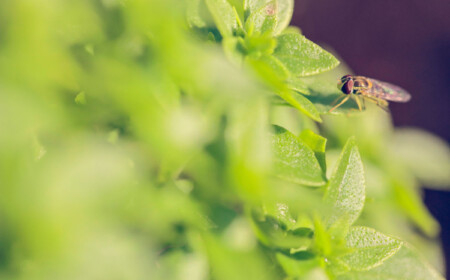 Fliegen in Blumenerde