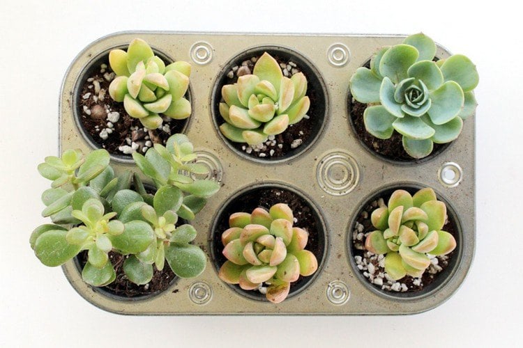 DIY Upcycling Ideen muffinform-sukkulenten-bepflanzen-kreative-wohnidee