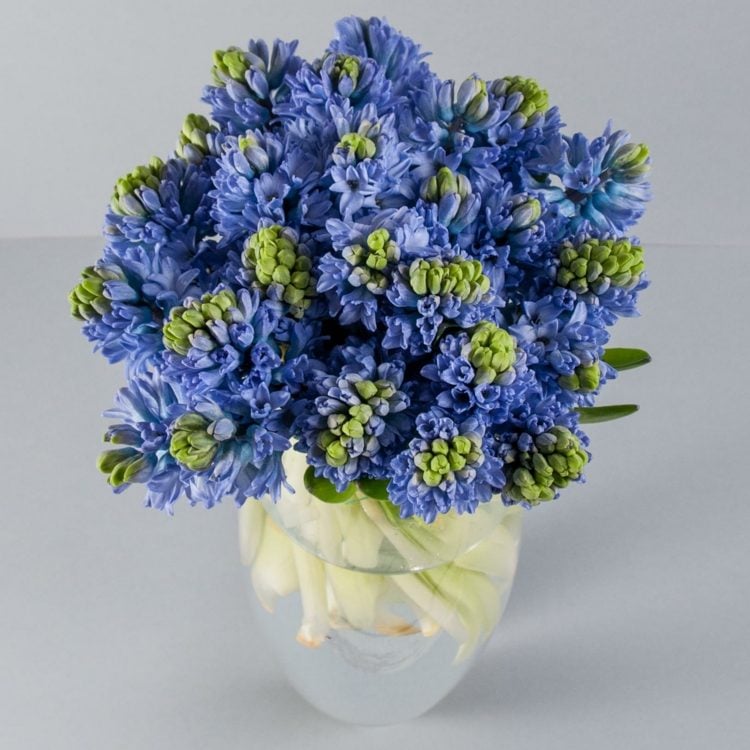 hochzeitsblumen-ideen-hyacinthe-september-blau-duft-frühling-herbst