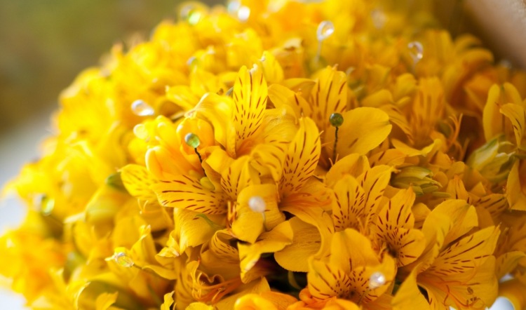 hochzeitsblumen-ideen-inkalilie-november-hochzeitsdeko-gelb-warme-farbe
