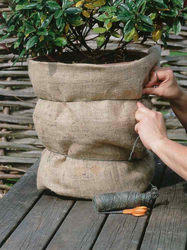 pflanzen-überwintern-einpacken-jute-schere-seil-zitrusbaum