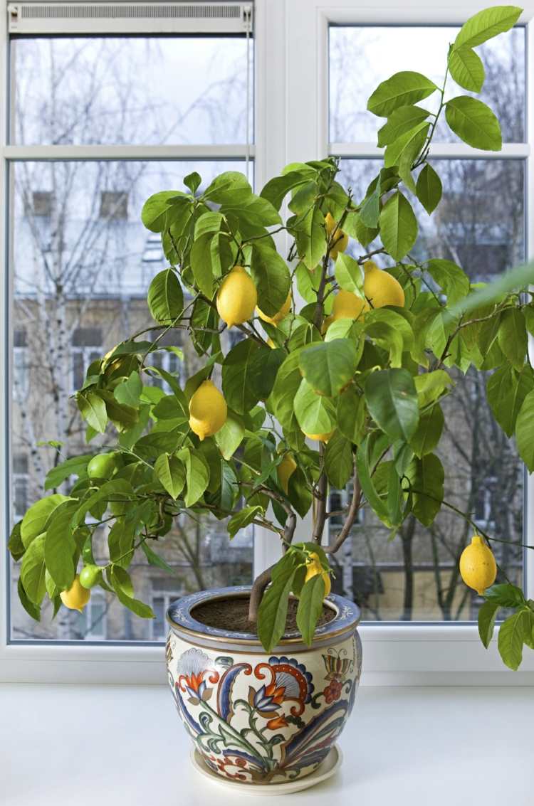 pflanzen überwintern zitronenbaum-frucht-topf-fensterbank-licht
