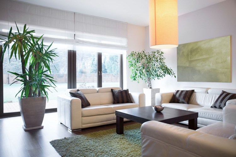 teppich gruen-wohnzimmer-shaggy-weisse-sofas-kunstleder-zimmerpflanzen