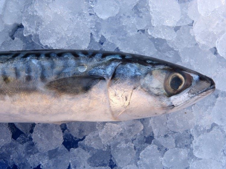 omega-3-fettsäuren-ernahrung-lebensmittel-fisch-makrele