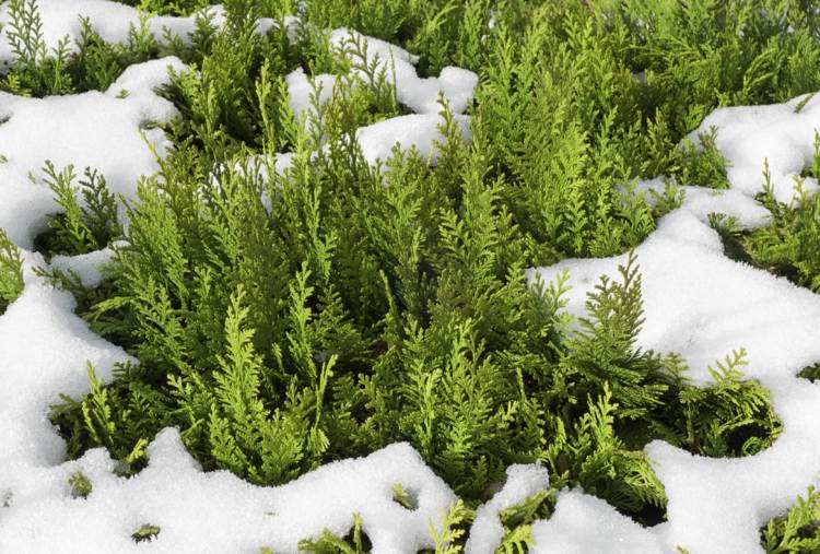 weihnachtsdeko-balkon-winter-immergrün-zweige-pflanzen-blumentopf