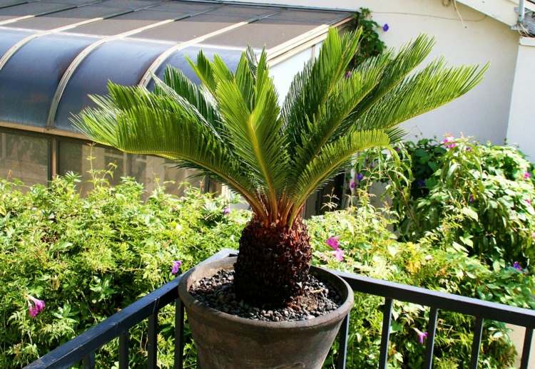 zimmerpalmen-arten-palmfarn-farne-dekorativ-zimmer-balkon-garten-sonne