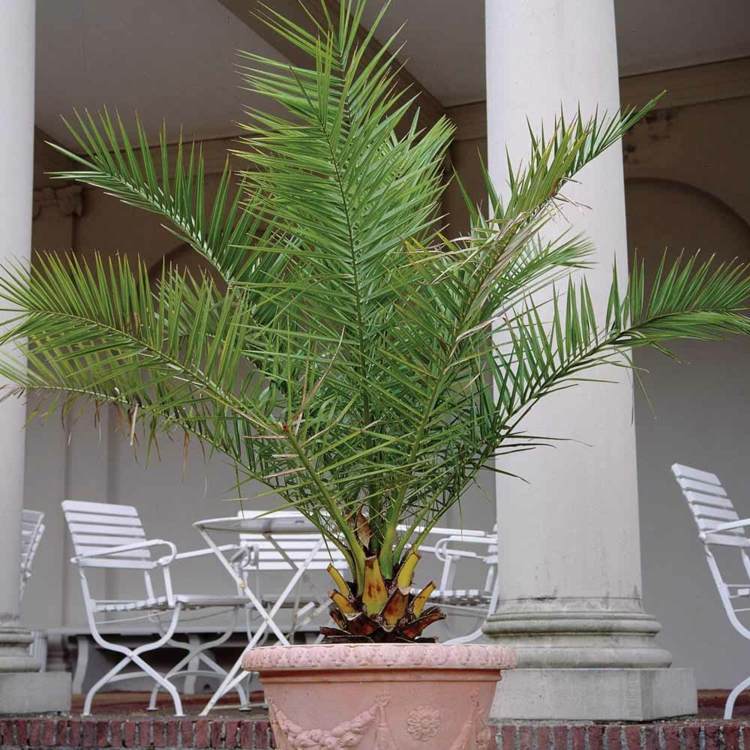 zimmerpalmen-arten-phoenixpalme-dattelpalme-verbreitet-palme-richtig-pflegen