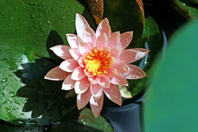 was ist bionik lotuseffekt-wasserabweisend-verschmutzungen
