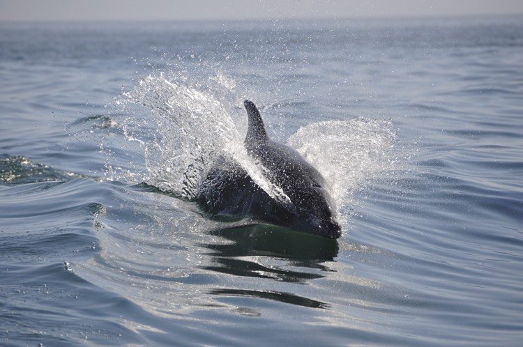 was-ist-bionik-vorbild-natur-delphinenschnauze-hohe-geschwindigkeit-wenig-energieaufwand