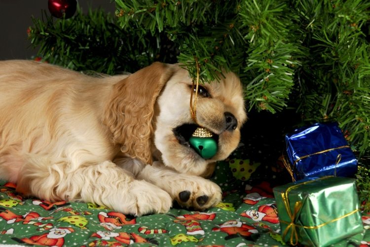weihnachtsdeko-innen-christbaumschmuck-hund-verschlucken-schädlich-golden