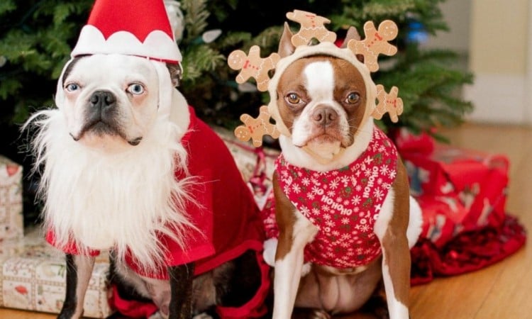 weihnachtsdeko-innen-hunde-bekleidung-weihnachtszeit-gefährlich-bart
