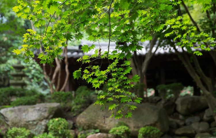 gartentipps-bäume-japanischer-ahorn-obstbäume-gestaltung
