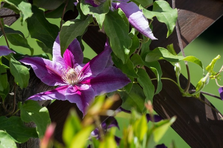 gartentipps-kletterpflanzen-blüte-violett-waldrebe-spalier-pergola