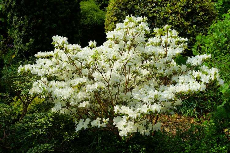 gartentipps-sträucher-rhododendron-weiß-blüten-dekorativ-beeren