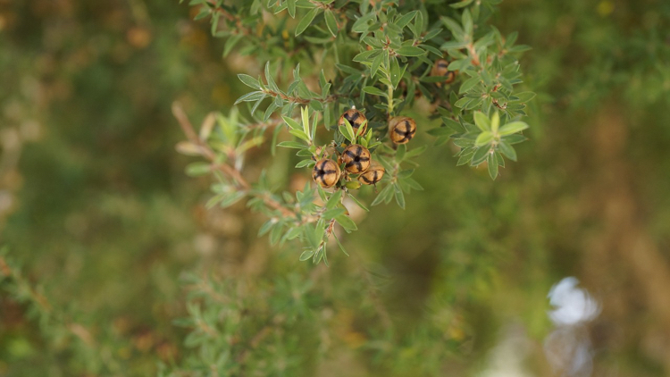 manuka-honig-natuerlich-heilmittel-neu-zeeland-teebaum-pflanze