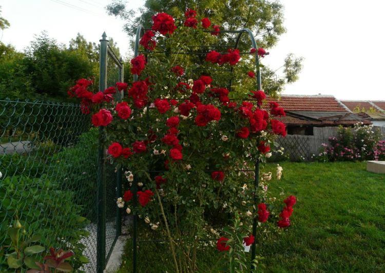 rosenbogen-beflanzen-kletterrose-rot-farbenintensiv-rasenfläche-zaun-gartentor-metallgestell