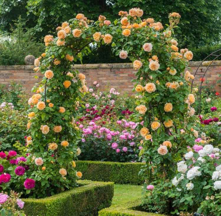 rosenbogen bepflanzen rosengarten-kletterrosen-zaun-blüten-orange-weiß-lila-pink