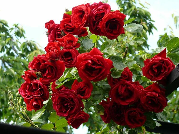 rosenbogen bepflanzen sorte-amadeus-kletterrose-knallrot-rankenhilfe-stahl-garten-bäume
