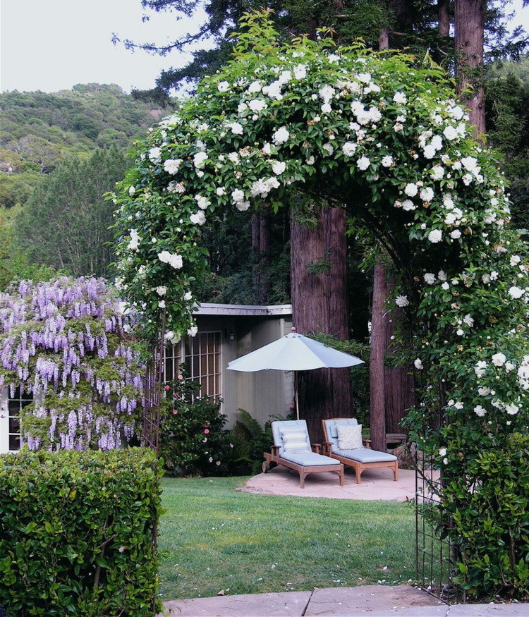 rosenbogen-bepflanzen-garten-eingang-metallgestell-bäume-gebäude-liegestühle-sonnenschirm