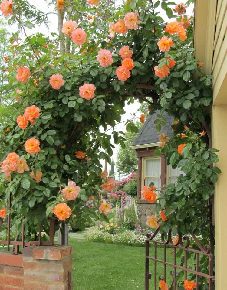 rosenbogen bepflanzen hausgarten-vorhof-rankenhilfe-metall-ramblerrosen-stachellos