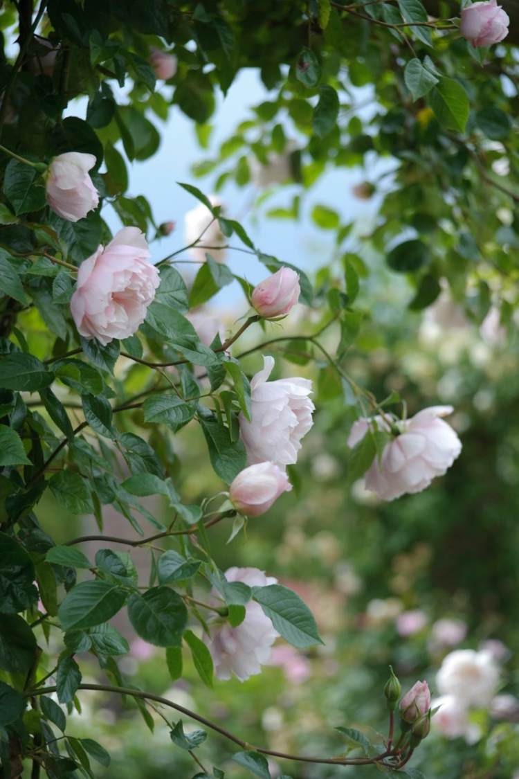 rosenbogen-bepflanzen-kletterrosen-blühend-garten-zartrosa-flechten-pflegen