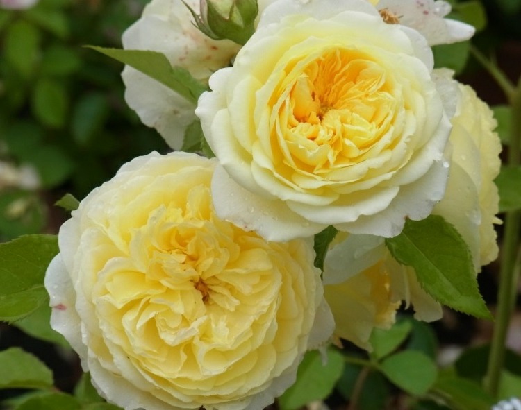 rosenbogen-bepflanzen-kletterrosen-blüten-doppelt-gefüllt-pflanze-gelb-cremeweiß