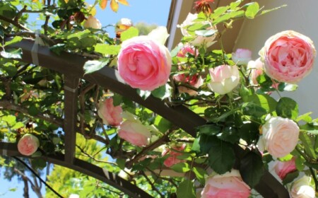 rosenbogen-bepflanzen-metallgestell-rosen-flechten-befestigen-gebäude-blüten-triebe