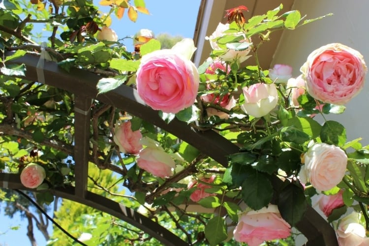 rosenbogen-bepflanzen-metallgestell-rosen-flechten-befestigen-gebäude-blüten-triebe