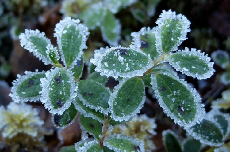 rosenbogen-bepflanzen-pflanze- grün-frost-winter-überwintern-pflegen