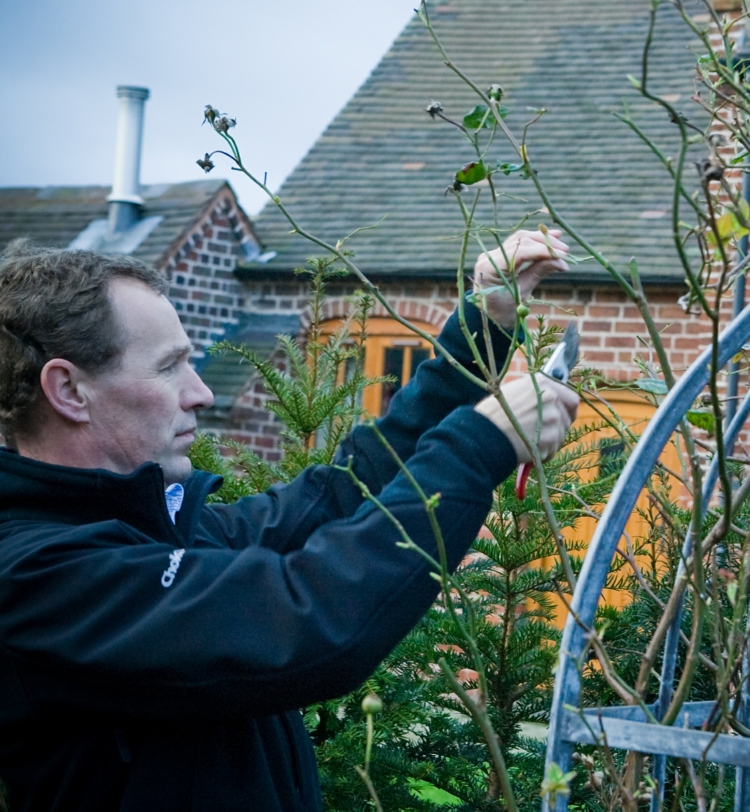 rosenbogen-bepflanzen-pflanze- rückschnitt-gestell-stahl-mann-gärtner-gartenschere