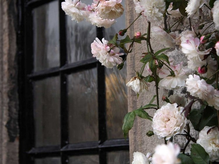 rosenbogen bepflanzen wand-haus-fenster-kletterrose-knospen-blüten-weiss-rosa